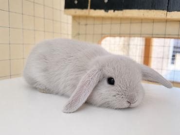 canaqlı heyvanlar: 🐰 BOZ renqli 1 aylıq Safqan Holland Lop balası satılır ✅ 1 aylıqdır ✅ — 1