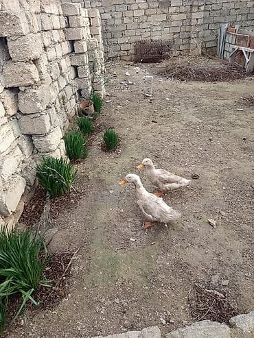 Птицы: Məhsul: Ev şəraitində saxlanılan ördəklər Təsvir: - Şəkillərdə iki — 4