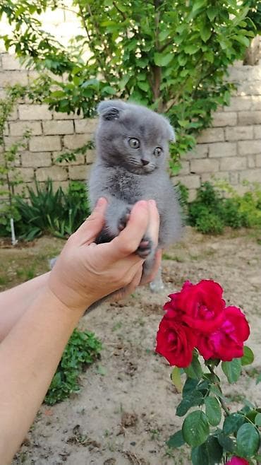 ana bala inək: British tipli balaca pişik balaları - Növlər: Şotland qıvrıqqulaq — 6