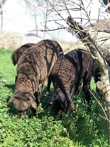 dele satisi: Damazlığ quzular satılır mayalı quzulardı 3 dənə — 2