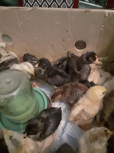 toyuq satılır: Avstralorp və Xarkov Cücələri Satılır! ​Yüksək məhsuldarlığı ilə — 5