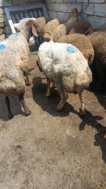 qoyun boğaz: Qoyun sürüsü satılır – ətlik və damazlıq üçün əlverişli yerli cinslər — 1