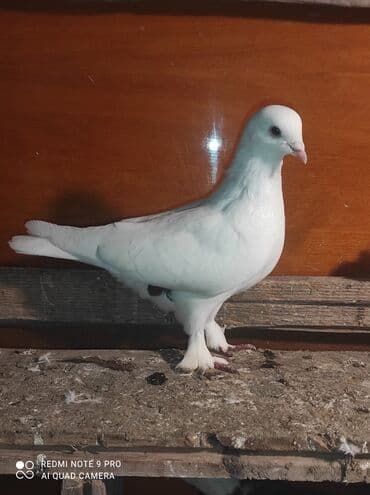 dana qiyməti: Real alıcı olsa qiymətlə razılaşmaq olar. goy cep drakon dan çıxıb — 2