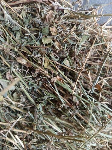 Inəklər, öküzlər: Yonca pres satilir. Heyvanlari satdigima gore presi də satiram. 7 — 1