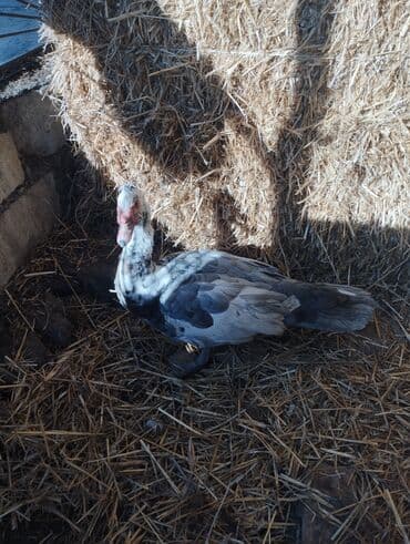 pekin ördək: Salam super damazliq ve kesimlik ucun agir heyvanlardi ag krasnadarlar — 10