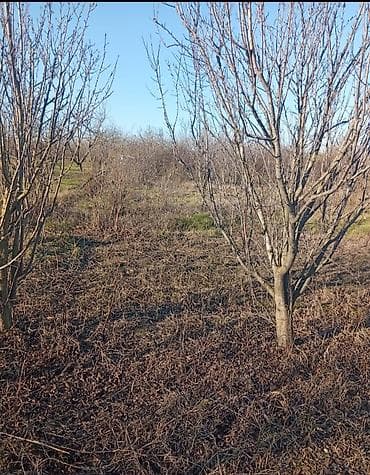 Digər bitkilər: 8 sot kupçalı ev tikili 2200 real alıcılara endirimdə var — 3