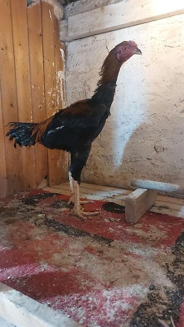 С/х животные и товары: Razılaşma yolu ilə — 4