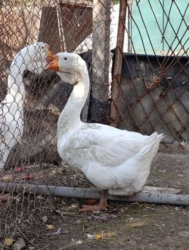 lavanda ordək: Erkək, Damazlıq, Ödənişli çatdırılma — 9