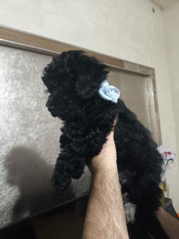 той пудель цена: Pudel — 6