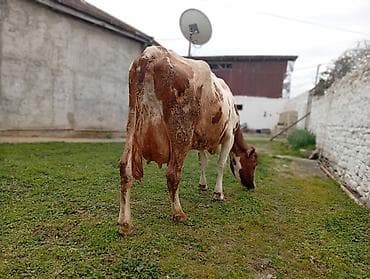 Keçilər, çəpişlər: Salam gördüyünüz bu mələz 4 cu balanı doğub 25 litir sut veren maldiv — 1