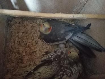 cex qus: Salam hər vaxtınız xeyir hazır cüt korella altında 2 yumurtası ilə — 4