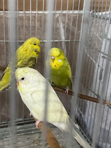 Quşlar: Cex ve vistivka quwlari vitaminli yemlerler beslenirler sağlam ve — 2