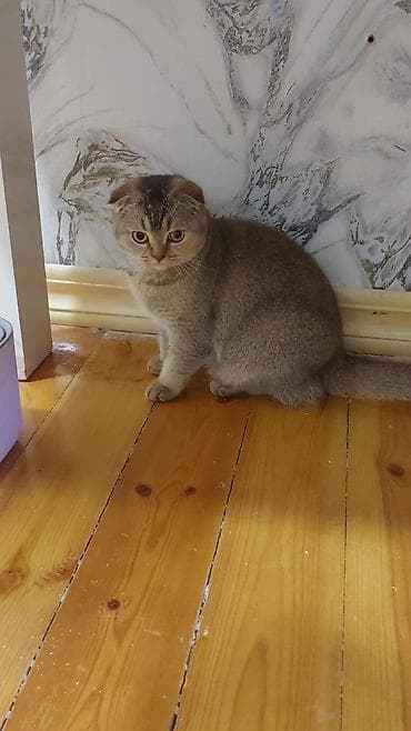 pisik satislari: Şotland yastı qulaq, Dişi, Yaxşı əllərə, Ünvandan götürmə, Pulsuz çatdırılma, Ödənişli çatdırılma — 3