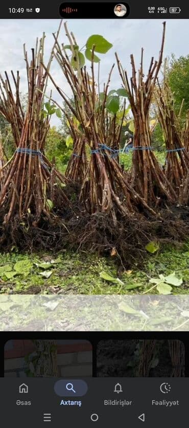 саженцы малины зюгана: Moruq tingləri məhsuldar Polka qırmızı və sarı növlər Məhsulun — 4