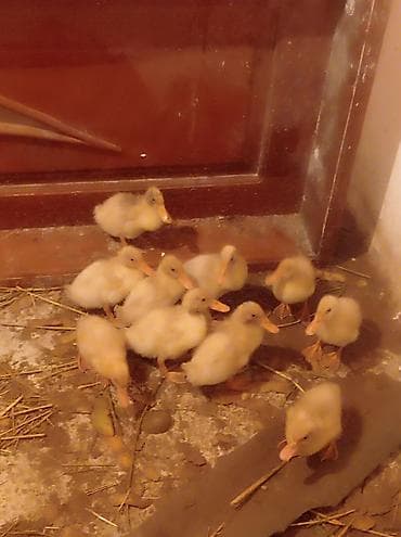 Salam 10 denedi 1 ay 8 gunlukduler tecılı pul lazımdı deyə satiram