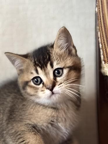 bengal pişik: Şinşilla, Erkək, Dişi, Yaxşı əllərə — 6
