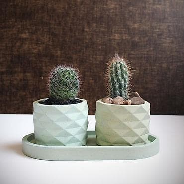 степпер баку: İki ədəd mini kaktus dəsti – dekorativ qablar və tray ilə - Tərkib: 2 — 1