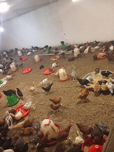 toyuq boğazı: Toyuq, Yumurtalıq, Ünvandan götürmə — 1
