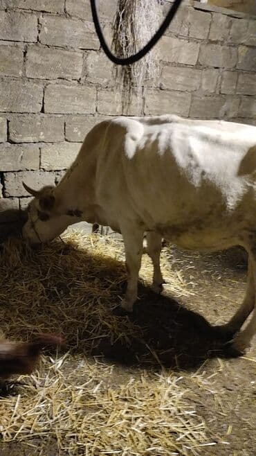 cins dana: Məhsul: İnək (iribuynuzlu heyvan) Xüsusiyyətlər: - Rəng: Ağ-krem — 3