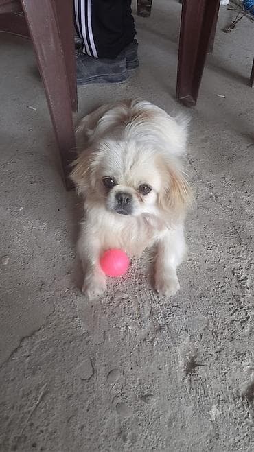 pekines itleri: Pekines — 2