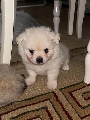 1 ay, Erkek, Sənədli, Ünvandan götürmə