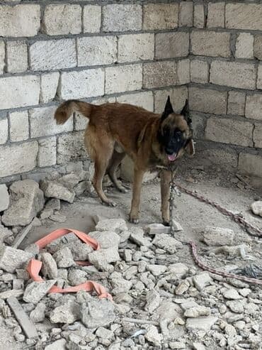 купить собаку малинуа: Belçika çoban iti, 2 il, Erkek, Peyvəndli — 11