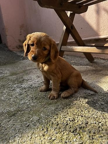 ən gozəl it adları: Koker spaniyel — 3