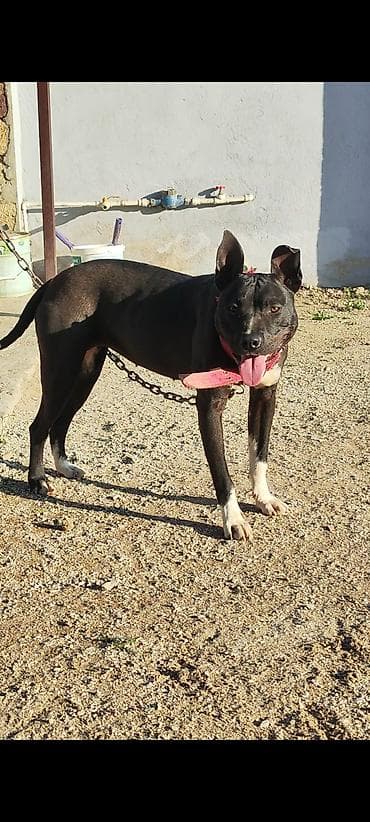 itlerin satisi ucuz: Pitbul, 2 il, Dişi, Ödənişli çatdırılma — 2