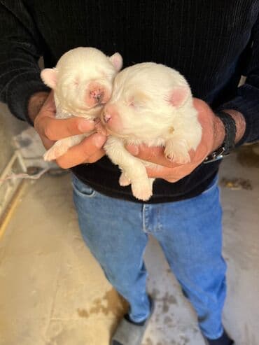 Ağ rəngli balaca it balaları - Cins: kiçik ölçülü, qısa/orta tüklü ağ