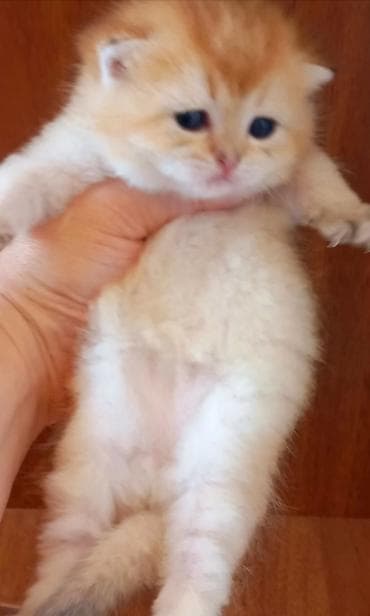 munchkin pişik: Britan, Erkək, Yaxşı əllərə, Ünvandan götürmə — 6