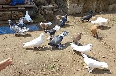 quş bazarı: Goyercinlerin hamsi satilir 17 edet qusdu hamsi 100 manat unvan — 1