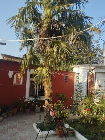 çinar ağacı: Dekorativ palma ağacı – Chamaerops/Trachycarpus tipli, uzun, lifli — 2