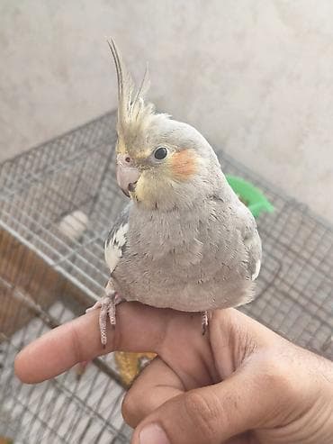derzi quşu: Salam, boz 5 aylıq erkək korella satılır, əl quşudur, ələ — 10