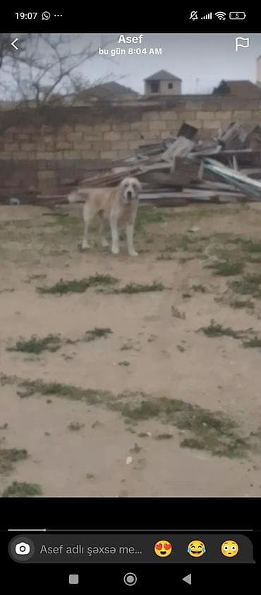 ev heyvanlar: Alman çoban iti, 1 il, Dişi — 5