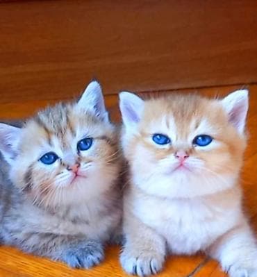 pişik balalari: Britan, Erkək, Yaxşı əllərə, Ünvandan götürmə — 2