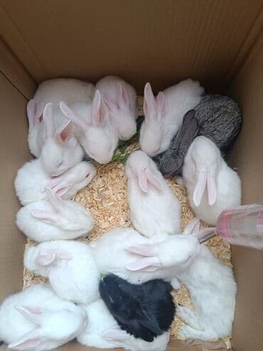 Məhsul: Dekorativ dovşan balaları Təsvir: - Bir qutuda saxlanılan