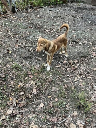 yasil bas ordek: 5 ay, Erkek — 3