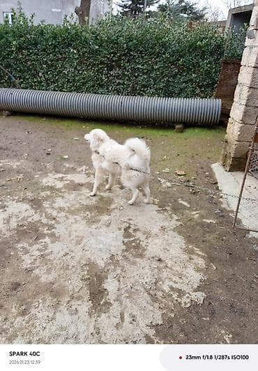 Dum ağ it 50 azn satılır 8 ay erkek kim isdəyirsə 0709082010 bu nömrə