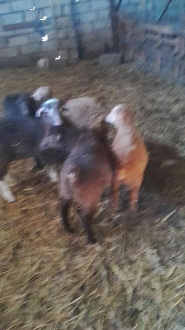 Məhsul: Quzu və qoyunlar 5 quzudu biri 175 AZN kom alana cüzi endirim