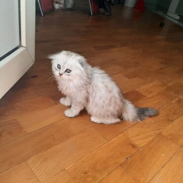 1 azn pişik: Şinşilla, Erkək, Yaxşı əllərə, Ünvandan götürmə, Ödənişli çatdırılma — 5