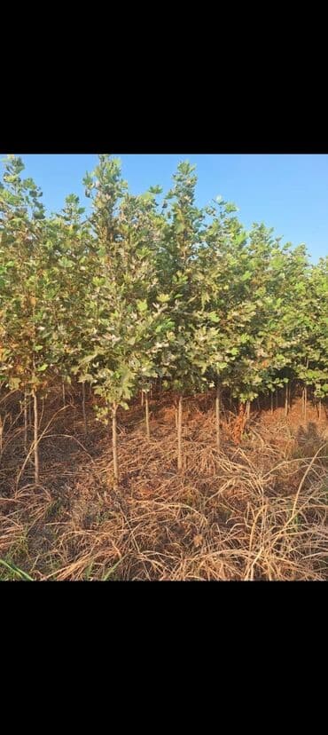 1 tonluq su çəni: Məhsul: Xurma (Şiş burun) tingləri Təsvir: - Sort: Şiş burun xurma - — 3