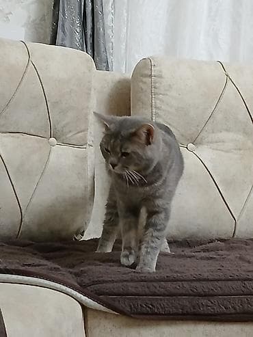 heyvan sahiblənmə: Şinşilla, Erkək, Yaxşı əllərə — 3