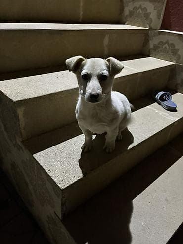 Cek rassel teryer, 3 ay, Erkek, Ünvandan götürmə