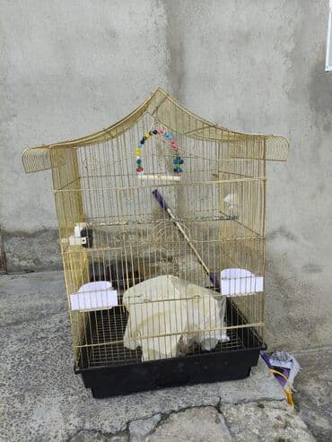 quş şekilleri: Korella tek tek erkey dişi Cüt Valnist qəfəs Valnist 15 Azn balasi — 6