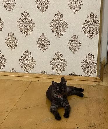 Şotland Pişiyidir Bir Yaşı Var Dişidir İSTƏYƏN Əlaqə Saxlasın