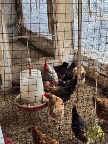 Mal-qara: Toyuq, Damazlıq — 5