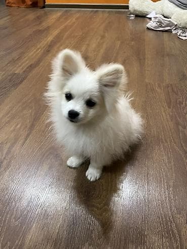 qara xaski: Şpitz — 1