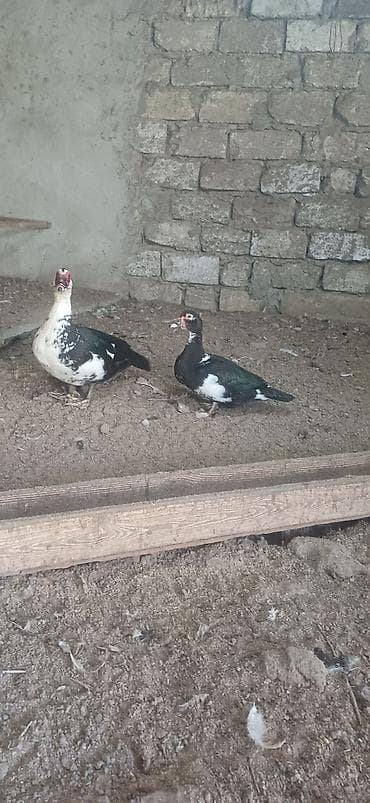 ordekler: Erkək, | Lal ördək, Ətlik — 1