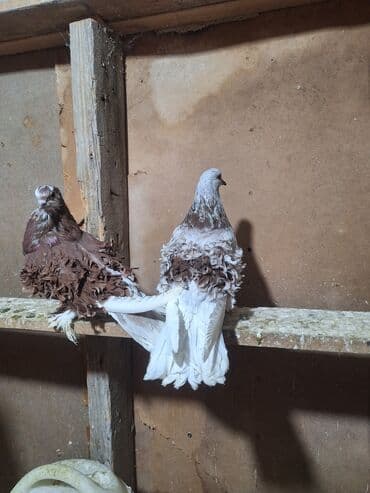 Кошки: Hazır bala verən cüt kirplər Satlır — 4