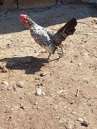 Salam herkese yaponka xoruzu satlr tekdı deye satram real alan yazzın — 1